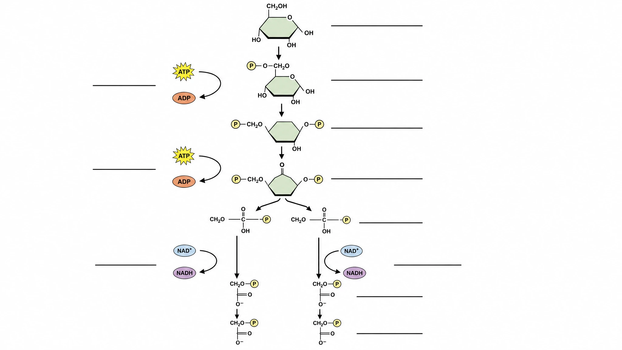 Blank unlabeled glycolysis diagram template with empty label lines for classroom worksheet use (Figure generated with SciFig)