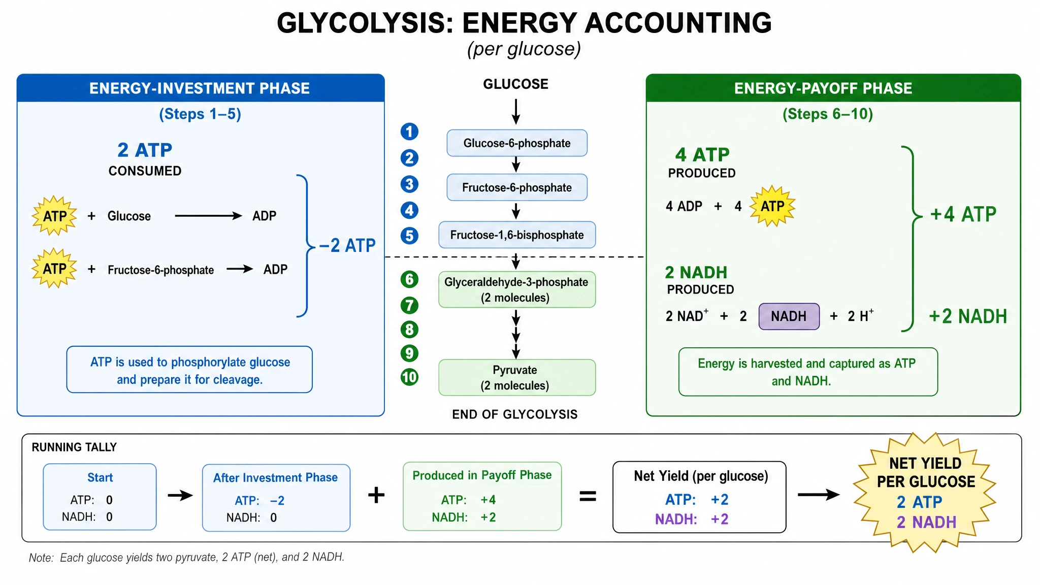 Glycolysis steps diagram showing the investment and payoff phases with net 2 ATP and 2 NADH per glucose (Figure generated with SciFig)
