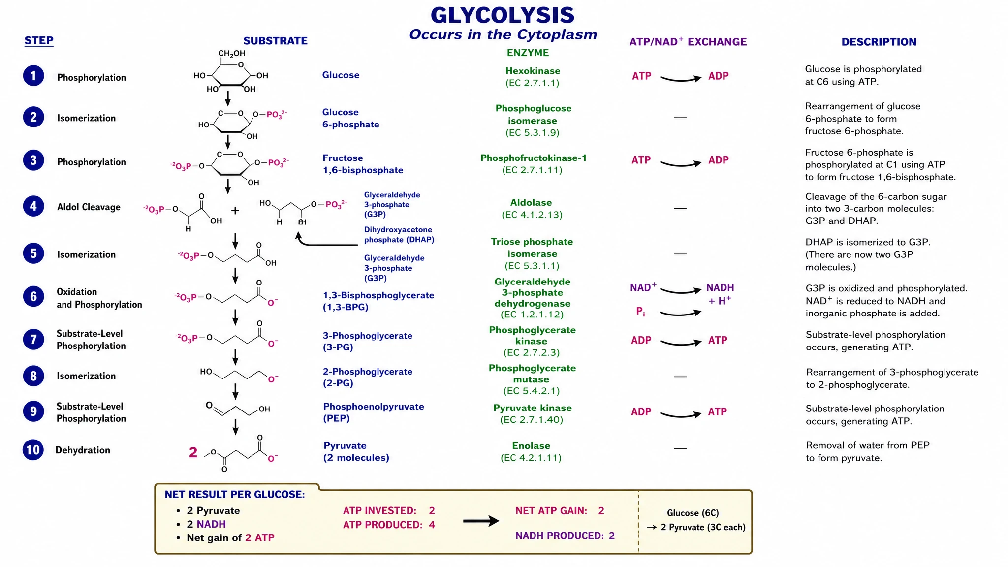 Export glycolysis figures for class, worksheets, and publication