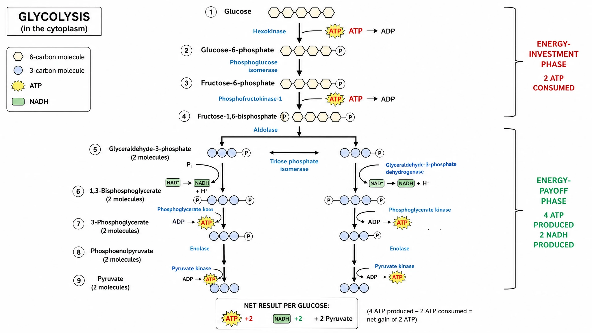 Generate labeled or blank glycolysis diagrams instantly