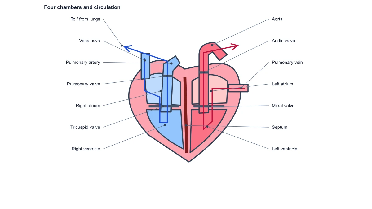 Heart chambers, major vessels and valves with physiological circulation route