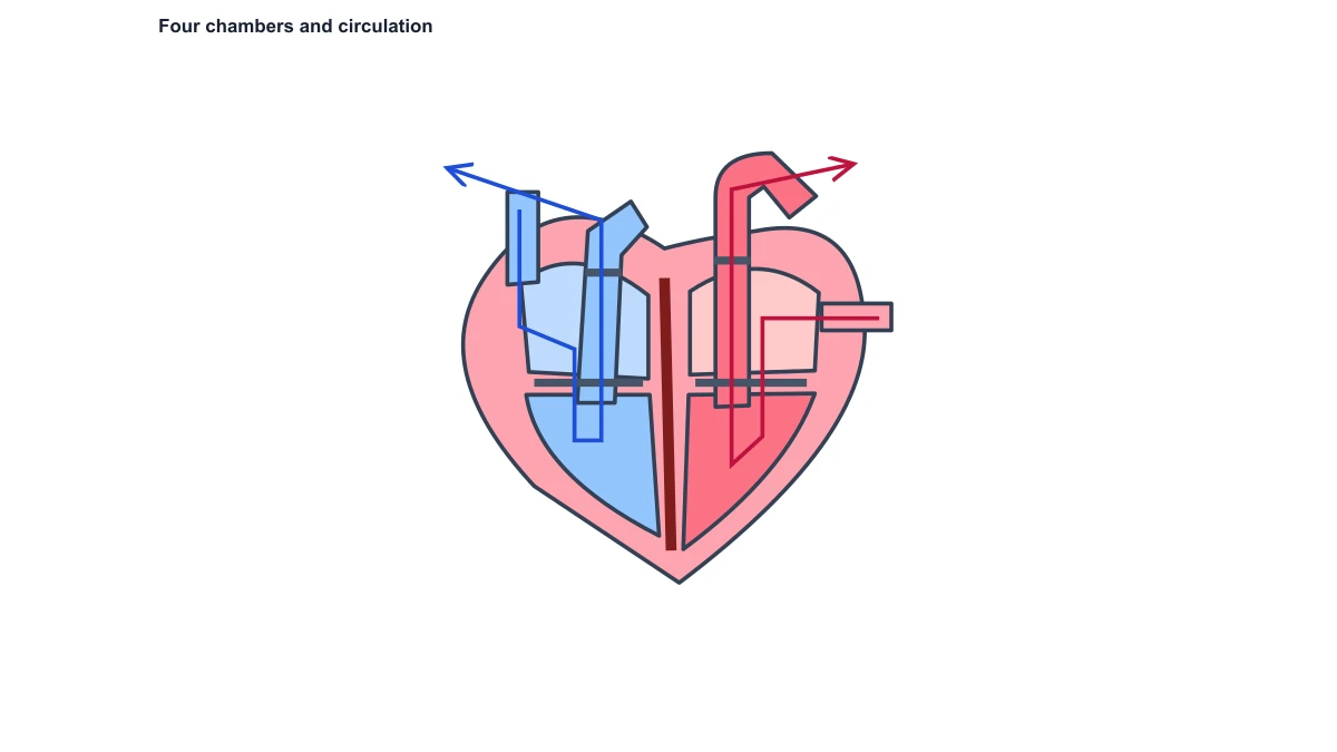 Blank heart structure figure with fixed circulation route