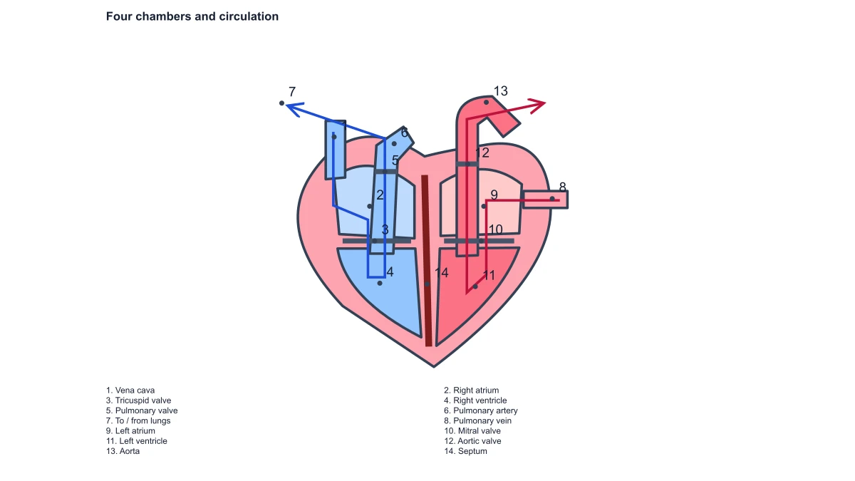 Heart structure numbers and matching answer list