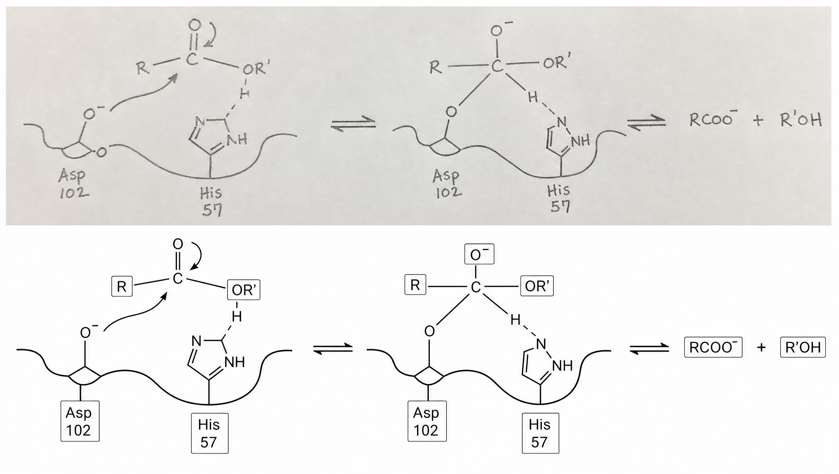 Hand-drawn enzyme mechanism sketch converted into clean vector line art with retyped labels (Figure generated with SciFig)
