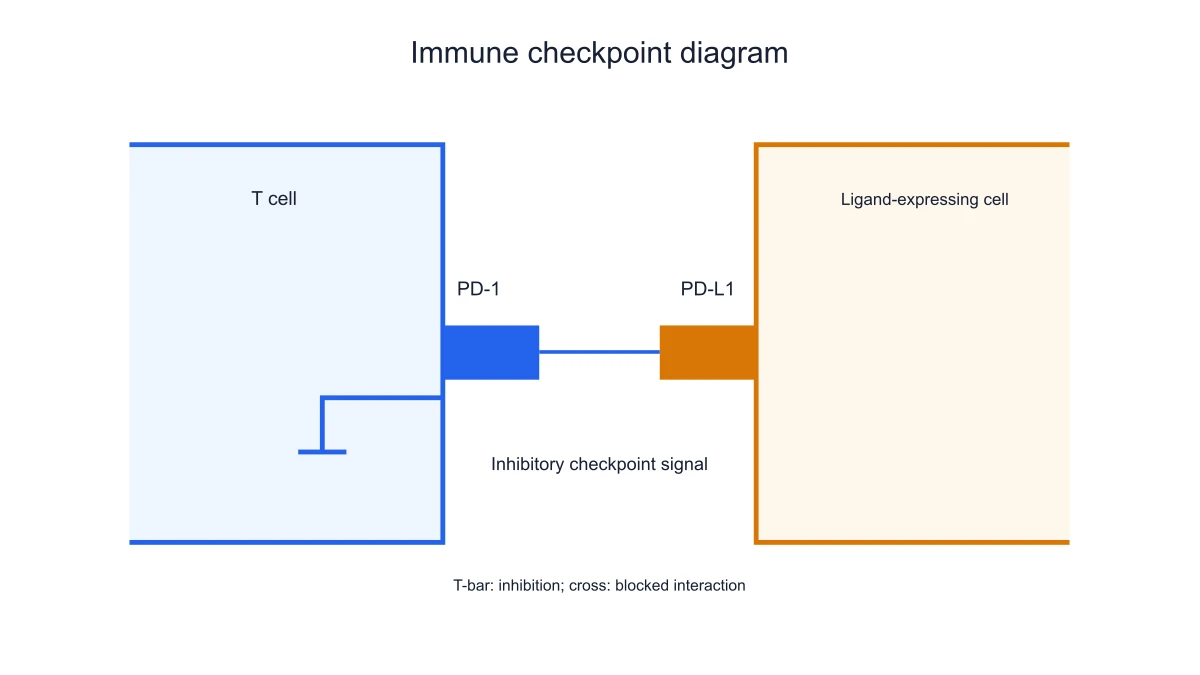 PD-1 on a T cell interacting with PD-L1 on an opposing cell