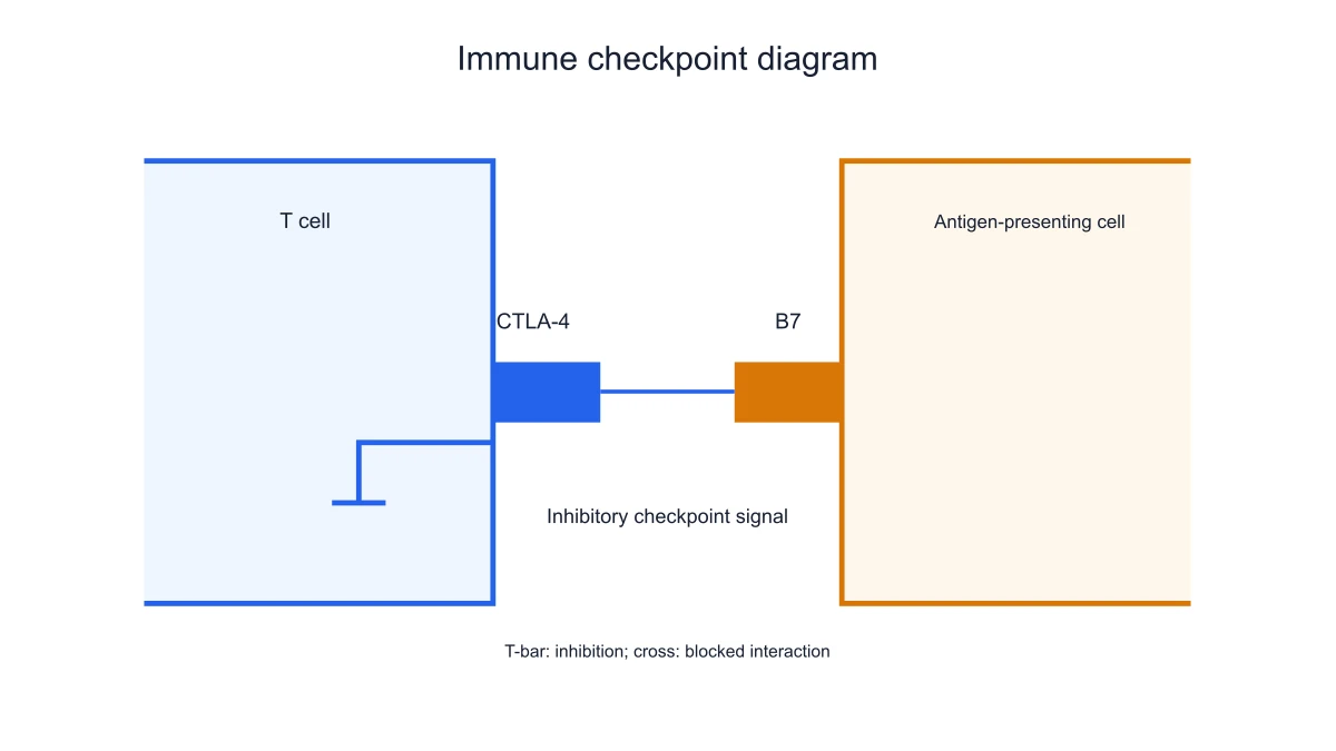 CTLA-4/B7 inhibitory interaction between labeled cells