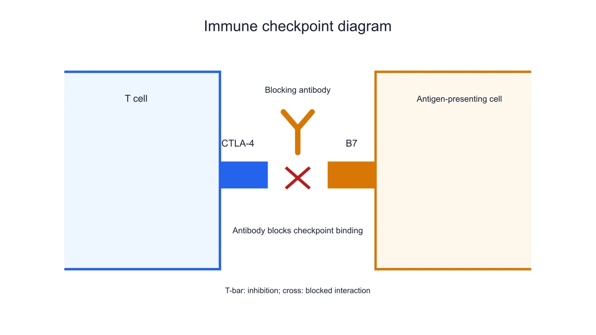 Blockade of the CTLA-4/B7 checkpoint interaction