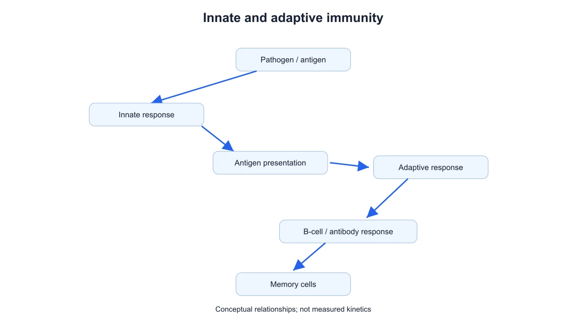 Innate response and antigen presentation linked to the B-cell and antibody branch and memory cells