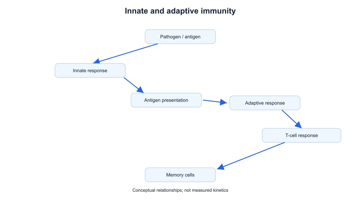 Innate response and antigen presentation linked to the T-cell branch and memory cells