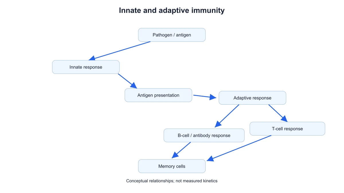 Antigen presentation bridging innate and adaptive B-cell and T-cell responses