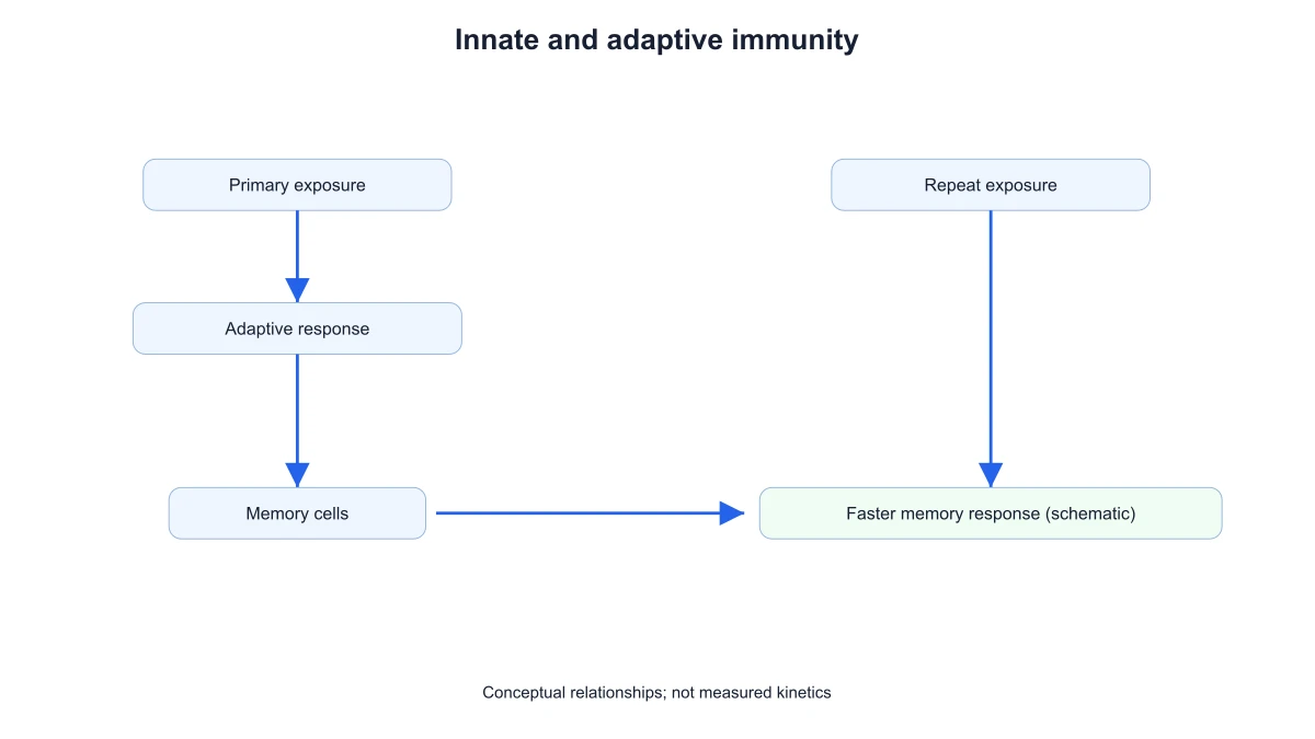 Conceptual immune-memory schematic connecting primary exposure, memory cells and repeat exposure without quantitative axes
