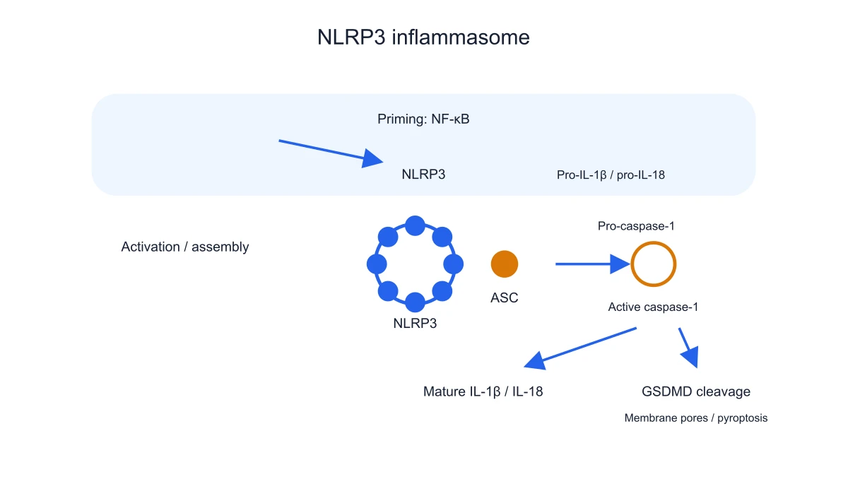 NLRP3 assembly linked to cytokine and GSDMD outputs