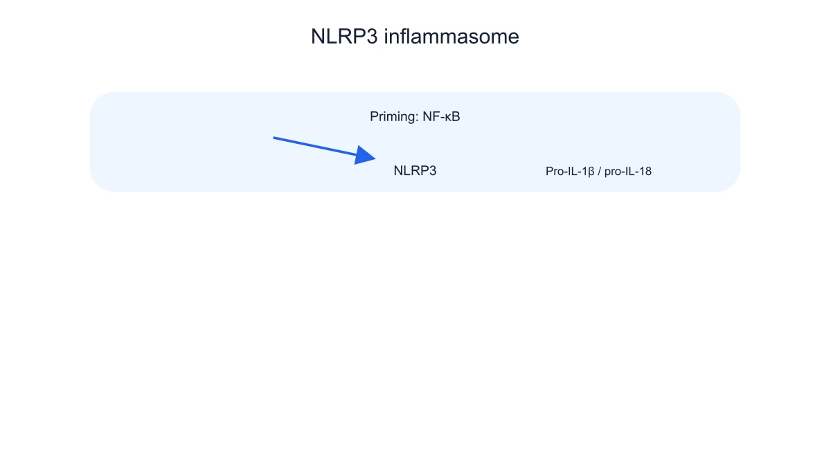 Priming-focused NLRP3 inflammasome view
