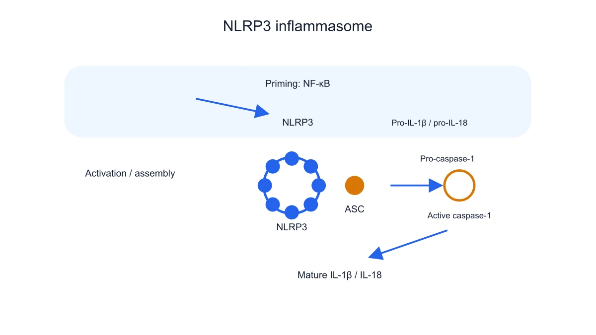 Caspase-1 cytokine-maturation branch