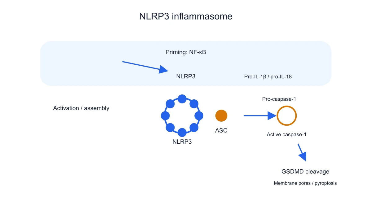 Inflammasome GSDMD branch and pyroptosis-related membrane schematic