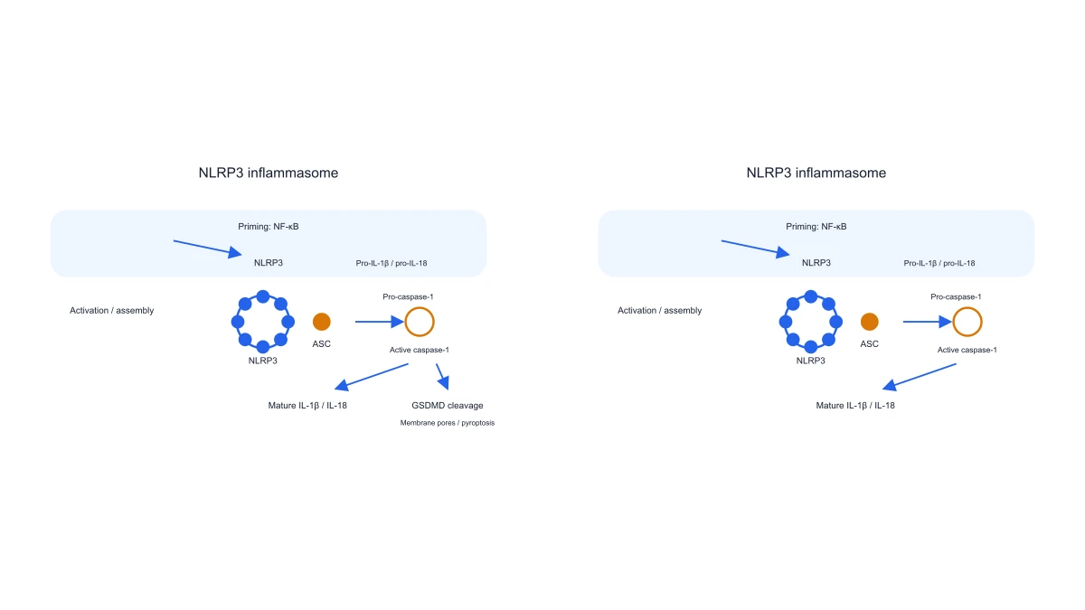 Inflammasome Diagram Generator example figure