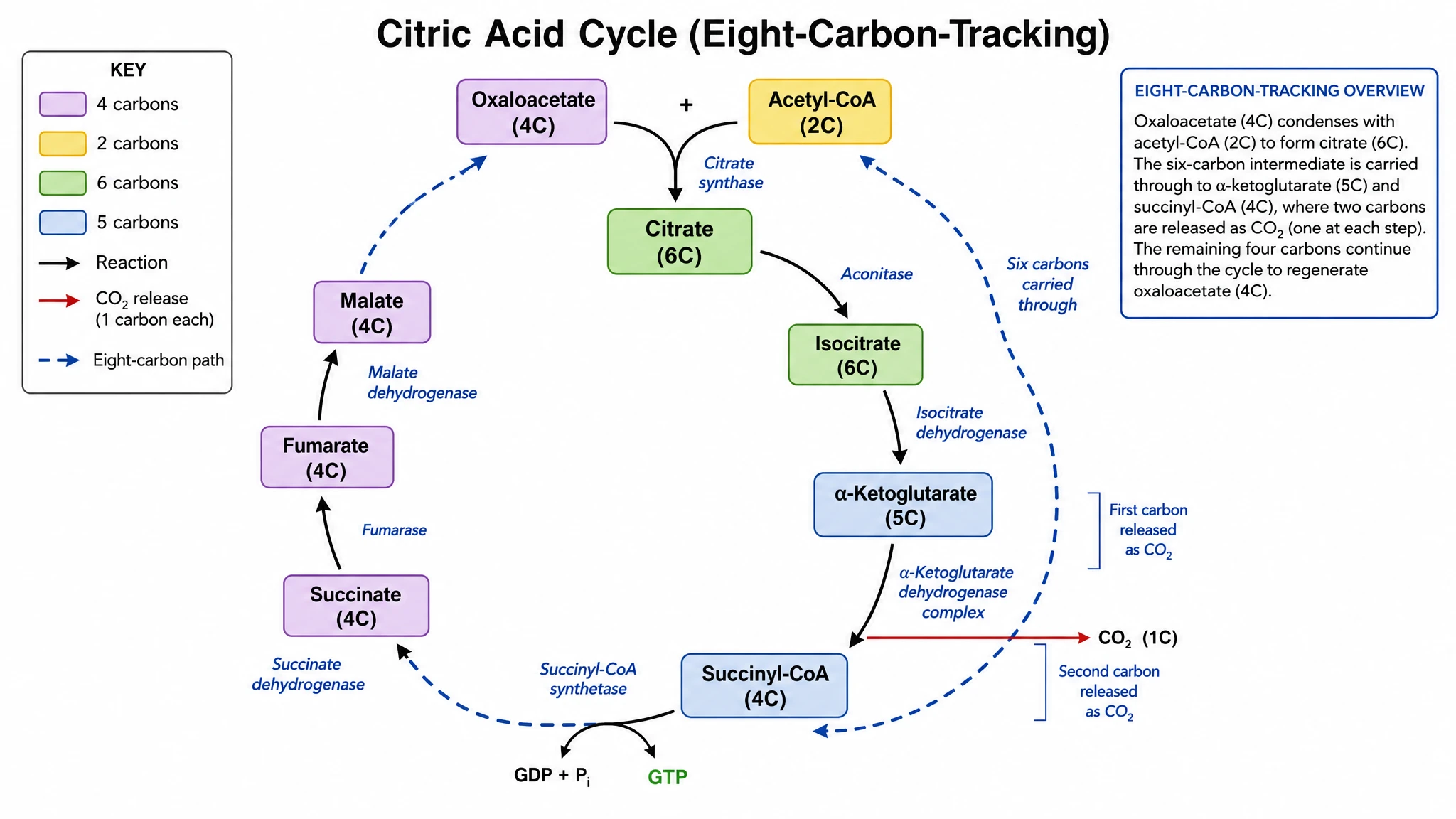 Citric acid cycle diagram tracing citrate through the eight steps back to oxaloacetate in the mitochondrial matrix (Figure generated with SciFig)