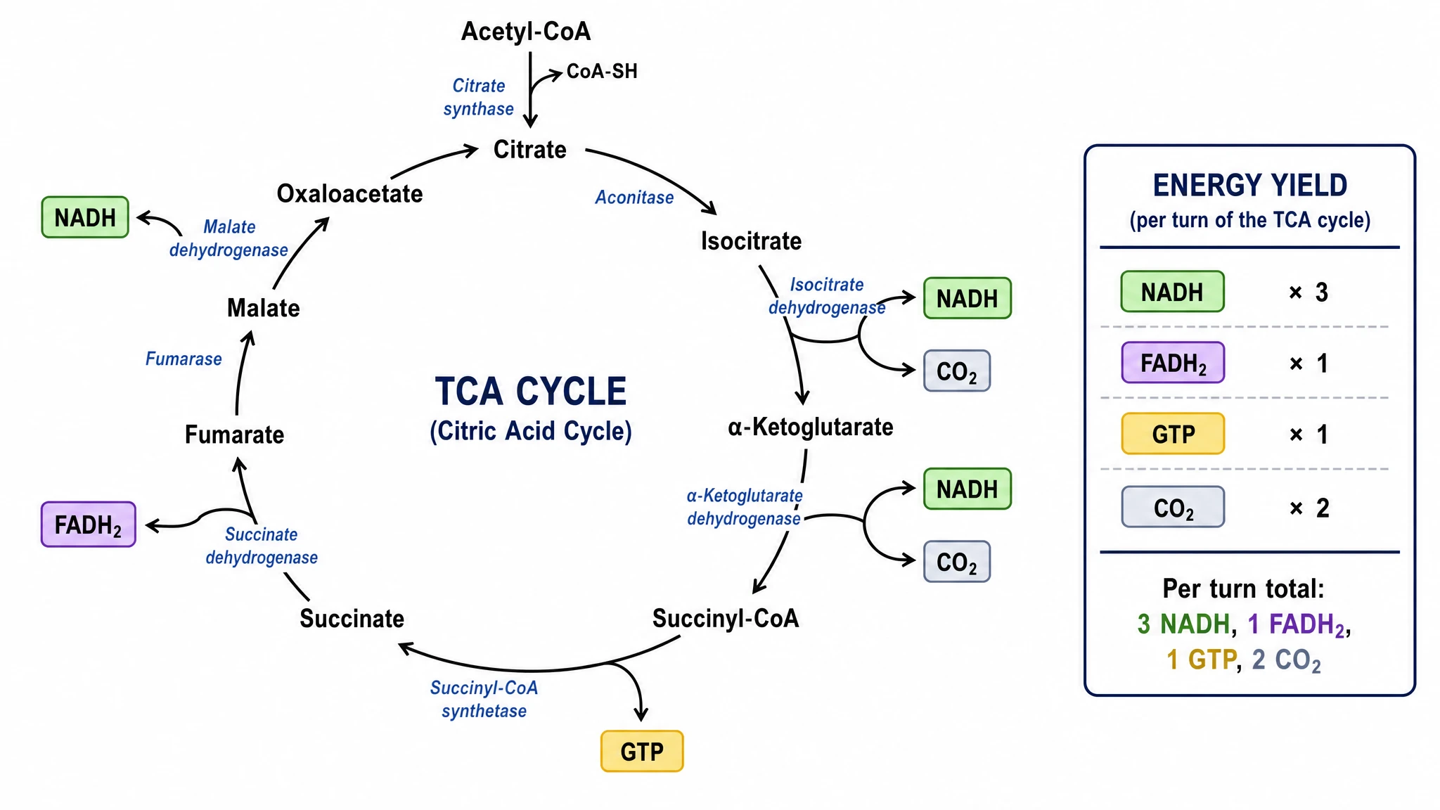Export citric acid cycle figures for class and publication