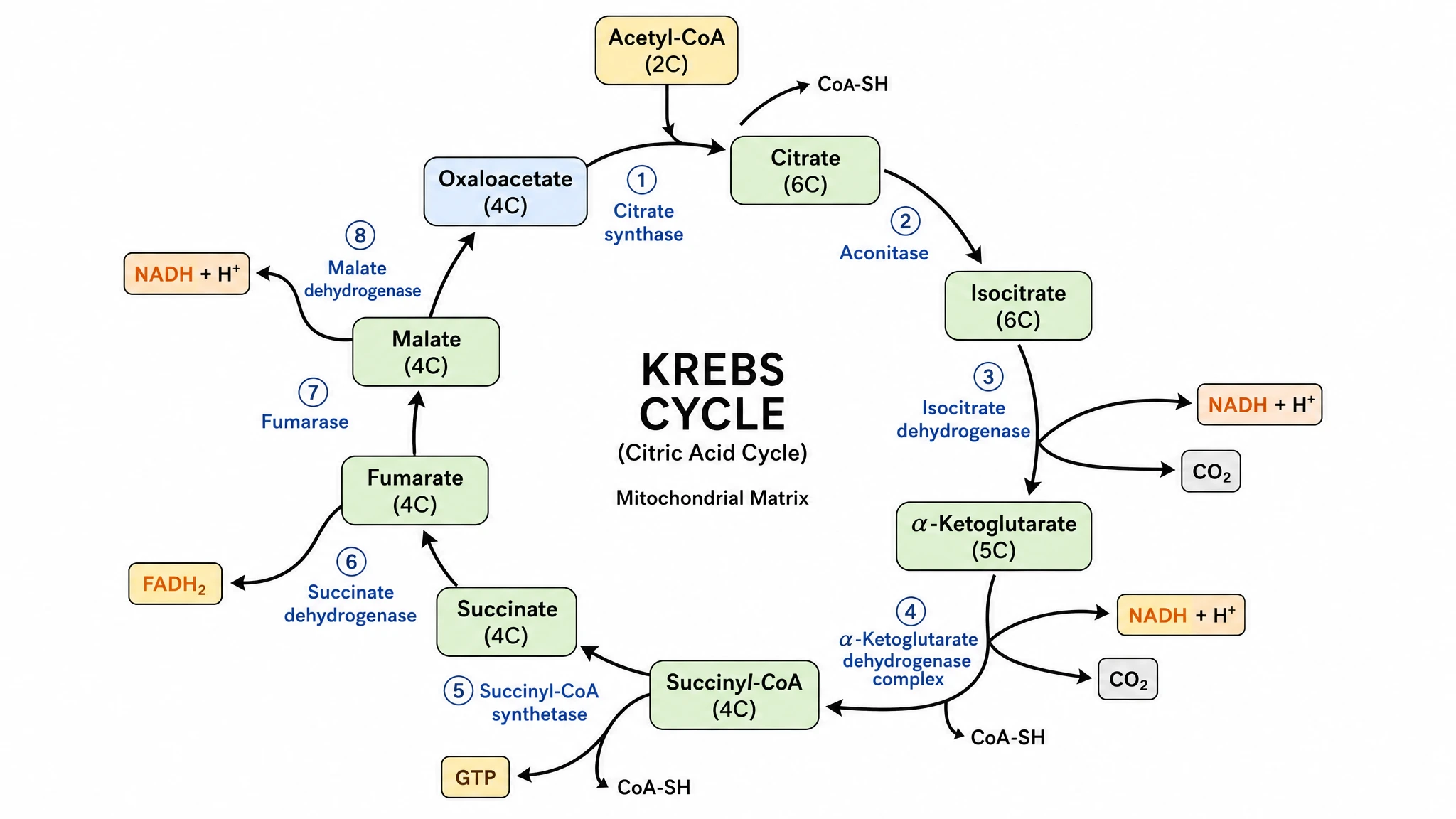 Generate labeled or blank Krebs cycle diagrams instantly