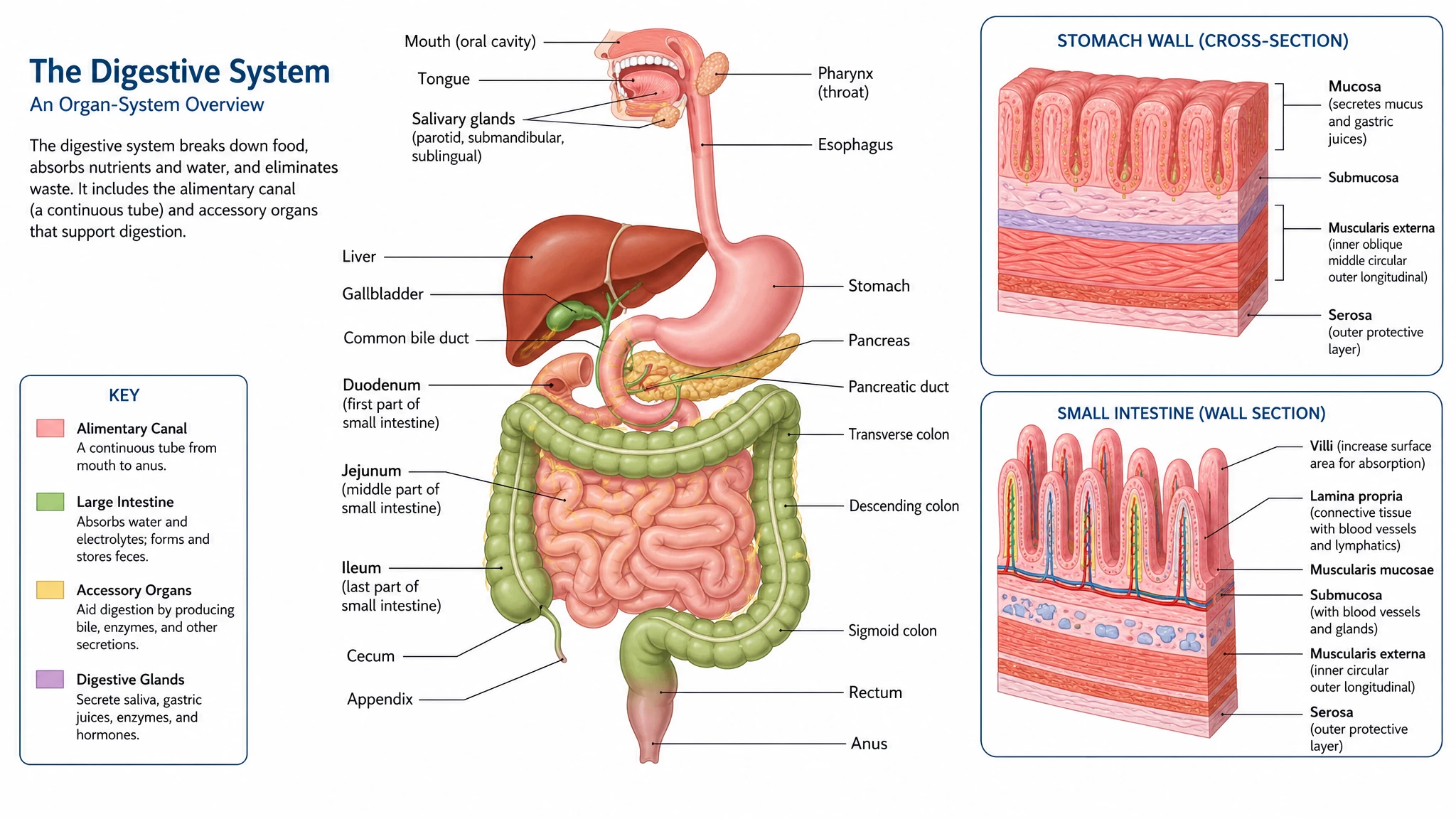 Labeled anatomy schematic medical illustration of an organ-system overview with leader-line callouts (Figure generated with SciFig)