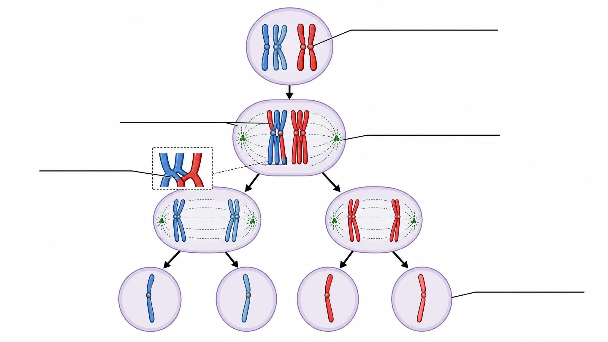 Blank unlabeled meiosis diagram template with empty label lines for classroom worksheet use (Figure generated with SciFig)