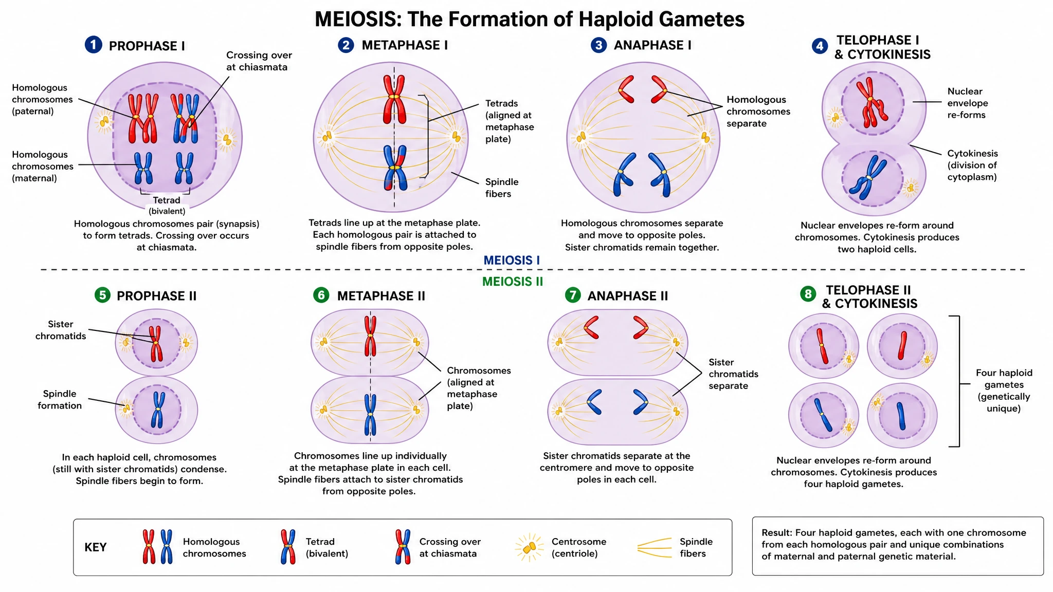 Show every stage of meiosis I and meiosis II clearly