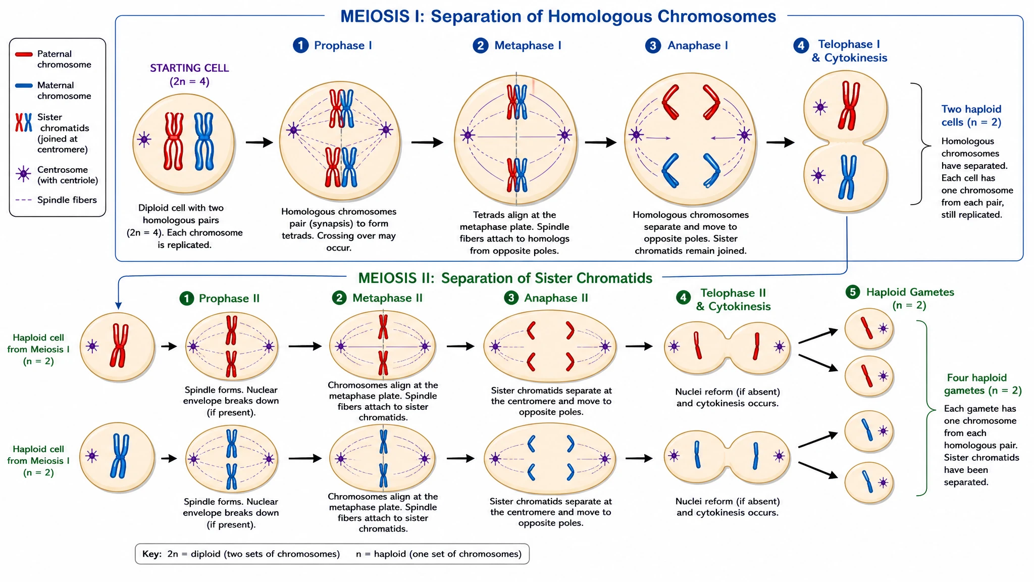 Export meiosis figures for class, worksheets, and publication