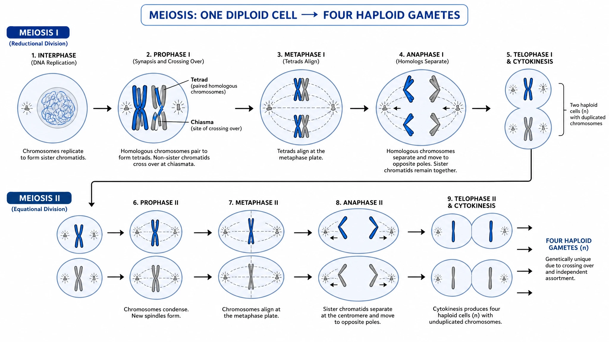 Generate labeled or blank meiosis diagrams instantly