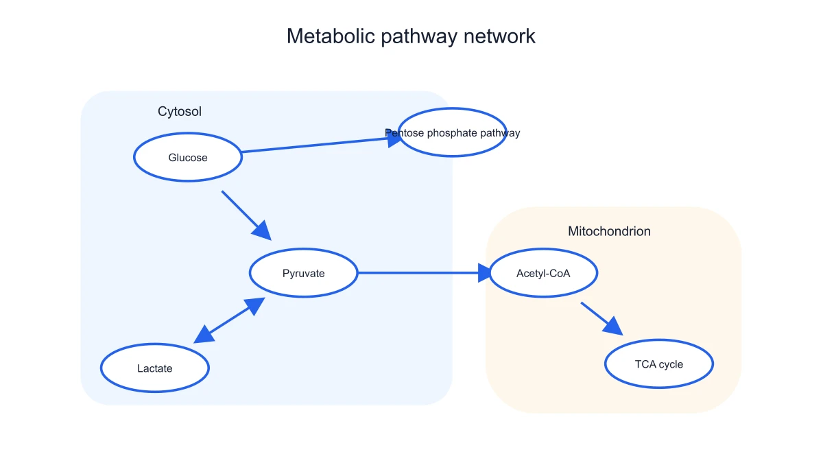 Metabolic connection with a reversible arrow