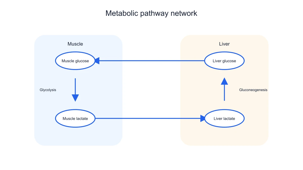 Cori-cycle schematic separating liver and muscle compartments