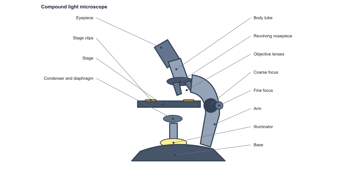 Labeled compound microscope with separate coarse and fine focus