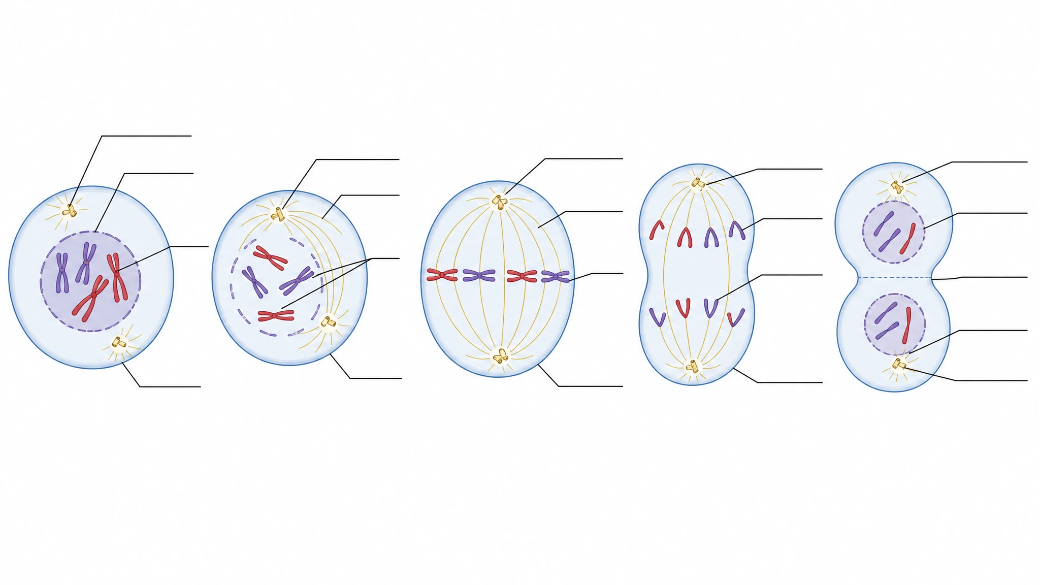 Blank unlabeled mitosis diagram template with empty label lines for classroom worksheet use (Figure generated with SciFig)