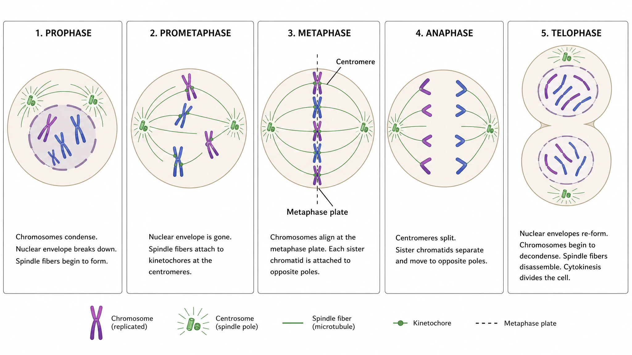 Phases of mitosis diagram panel sequence showing chromosome and spindle changes from prophase to telophase (Figure generated with SciFig)