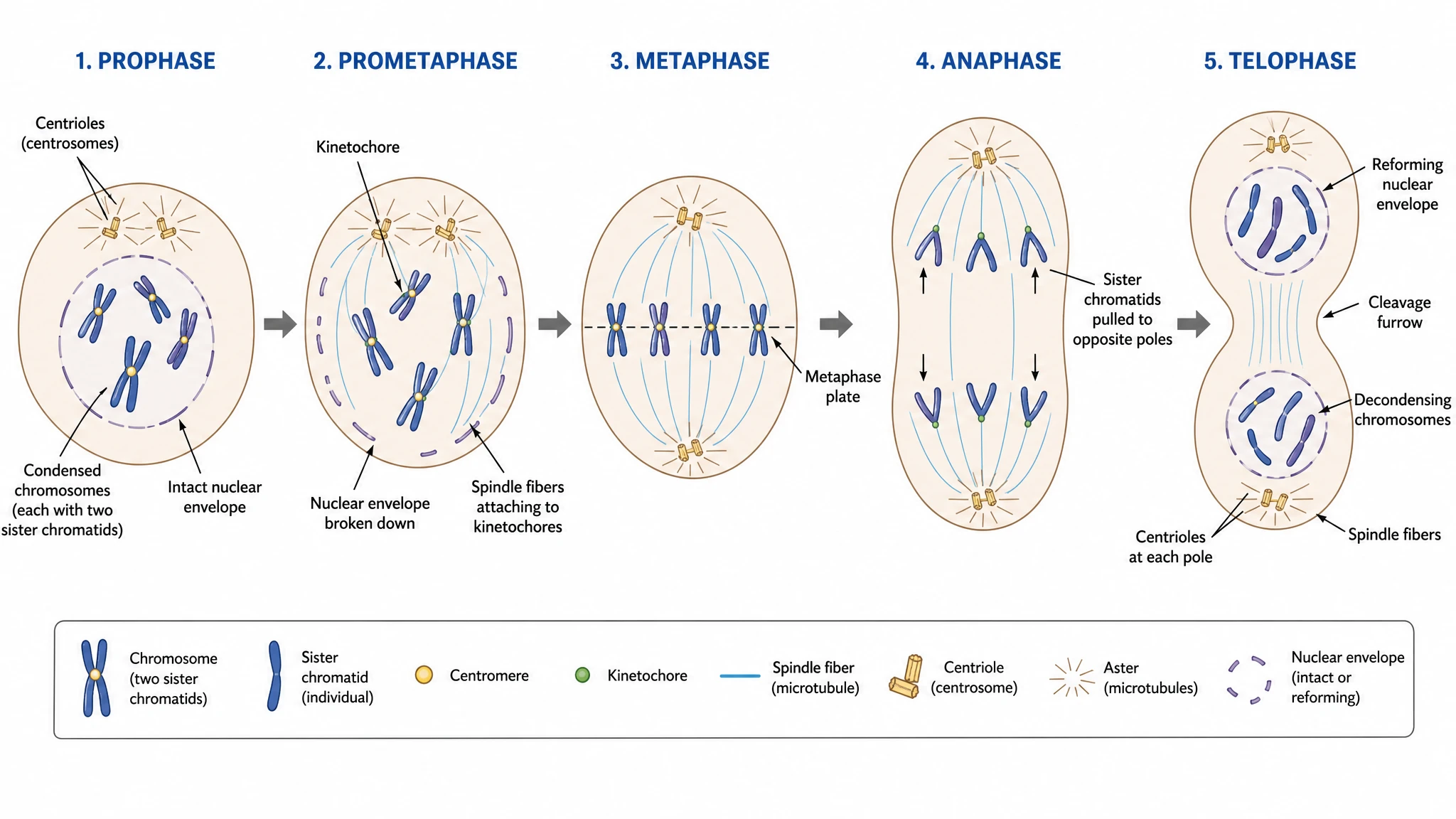 Generate labeled or blank mitosis diagrams instantly