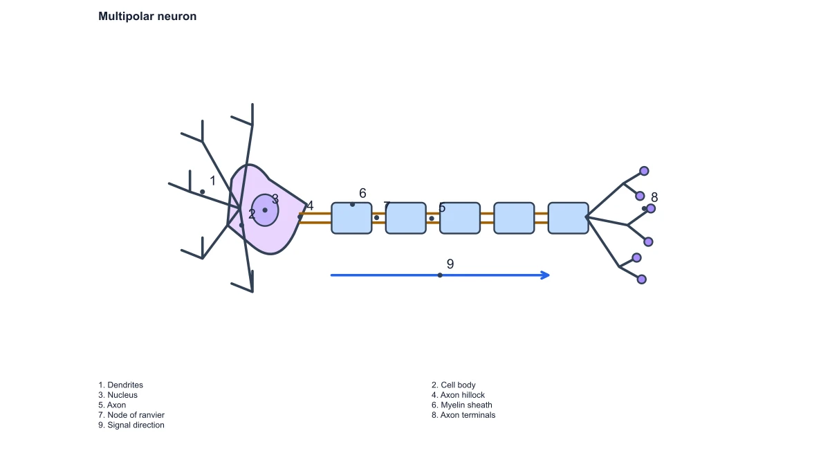 Strukturnummern und Lösungsschlüssel des Neurons