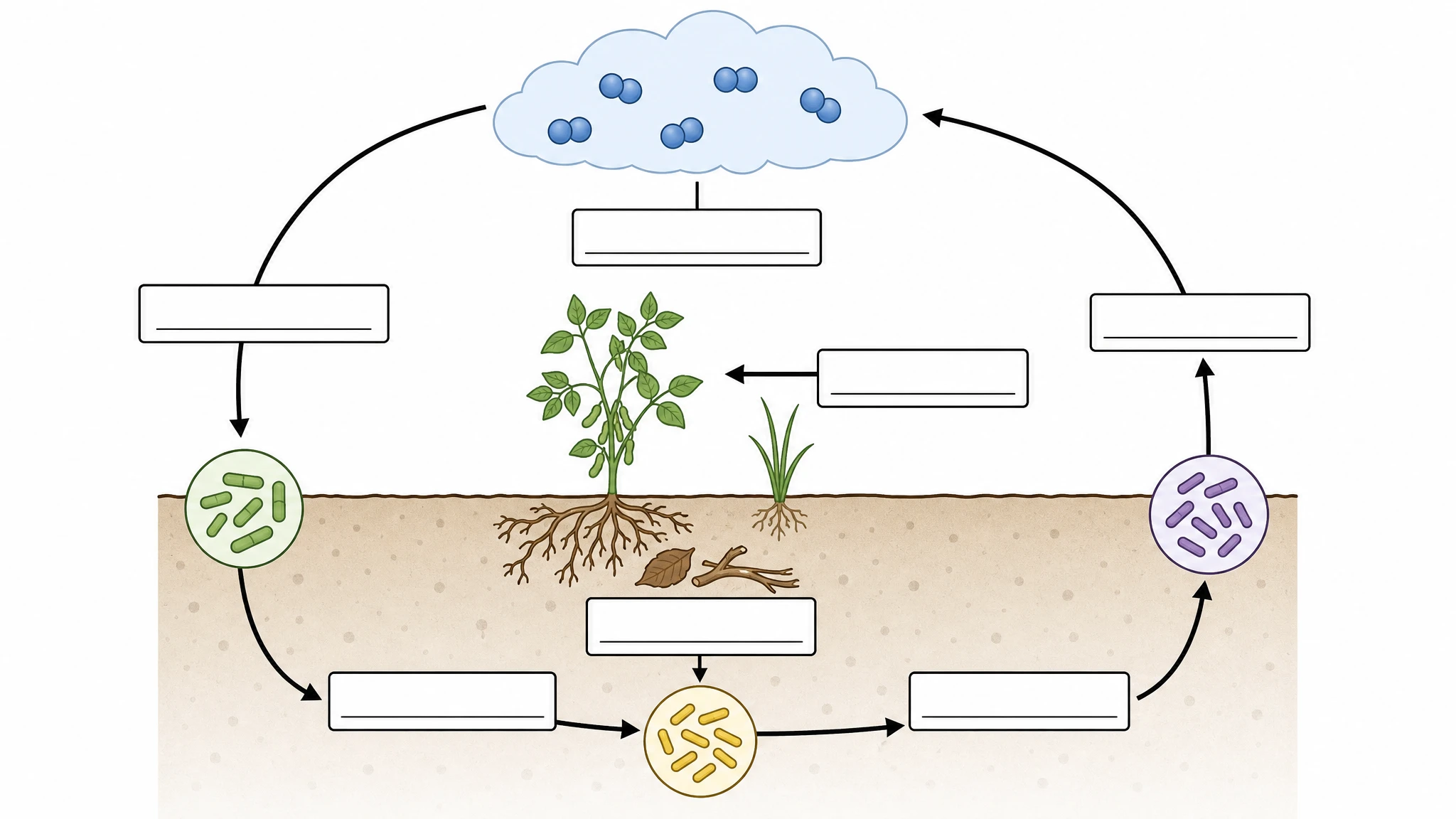 Blank unlabeled nitrogen cycle diagram template with empty label lines for classroom worksheet use (Figure generated with SciFig)