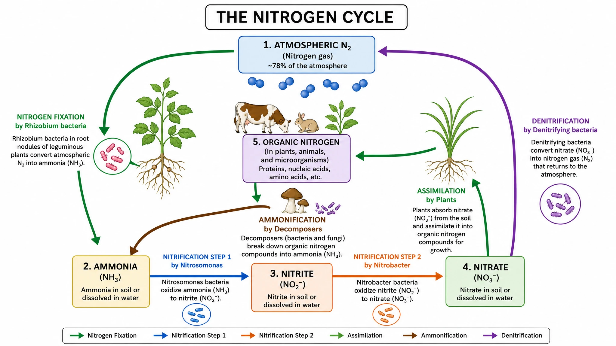 Show every step from nitrogen fixation to denitrification
