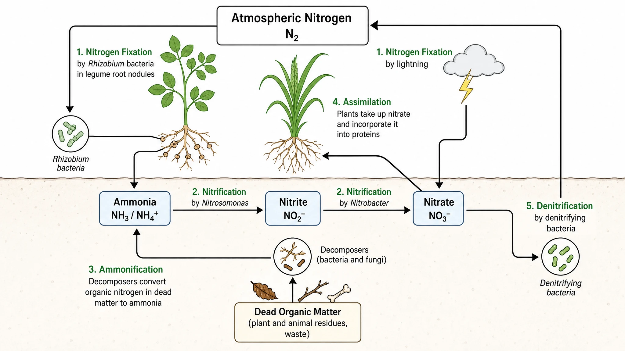 Generate labeled or blank nitrogen cycle diagrams instantly