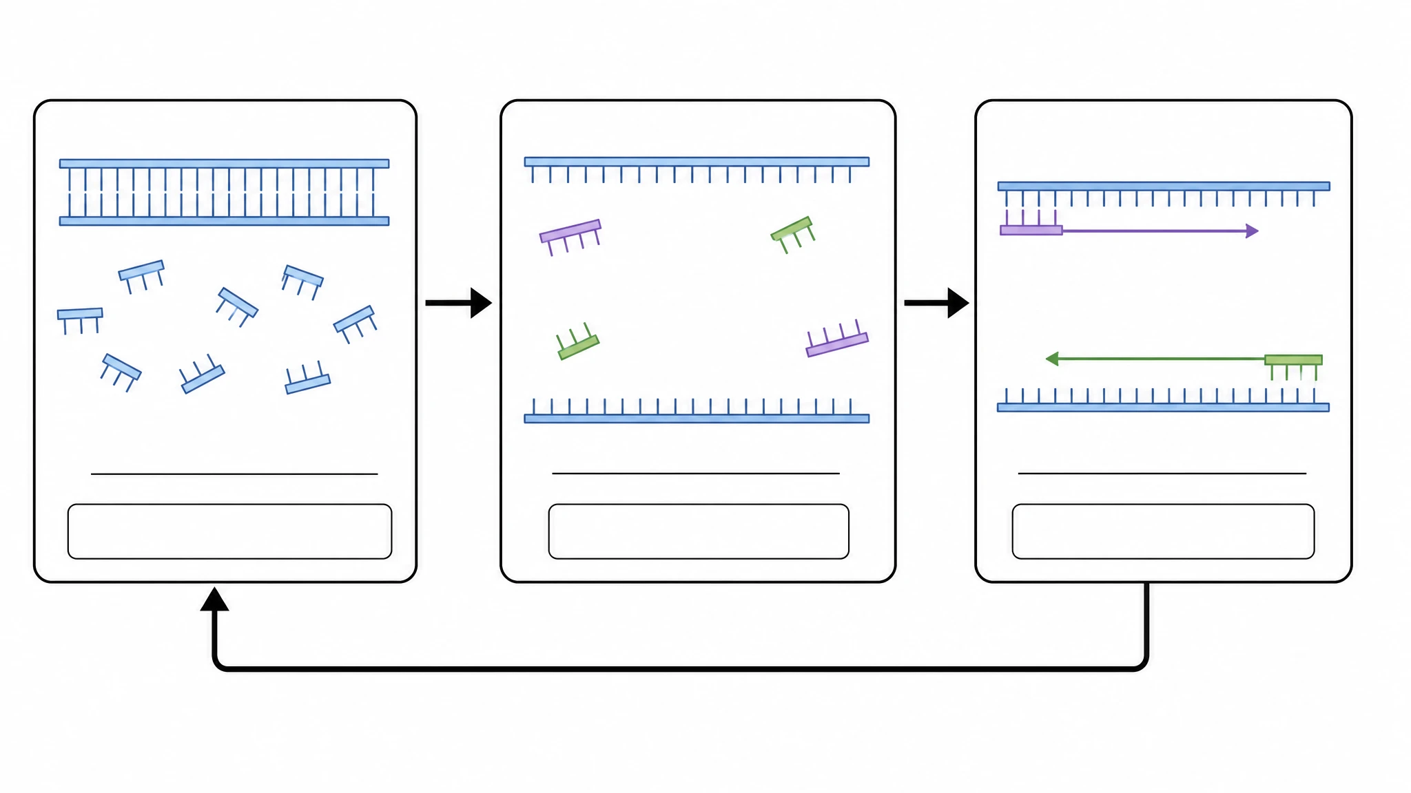 Blank unlabeled PCR diagram template with empty stage and temperature labels for worksheets (Figure generated with SciFig)