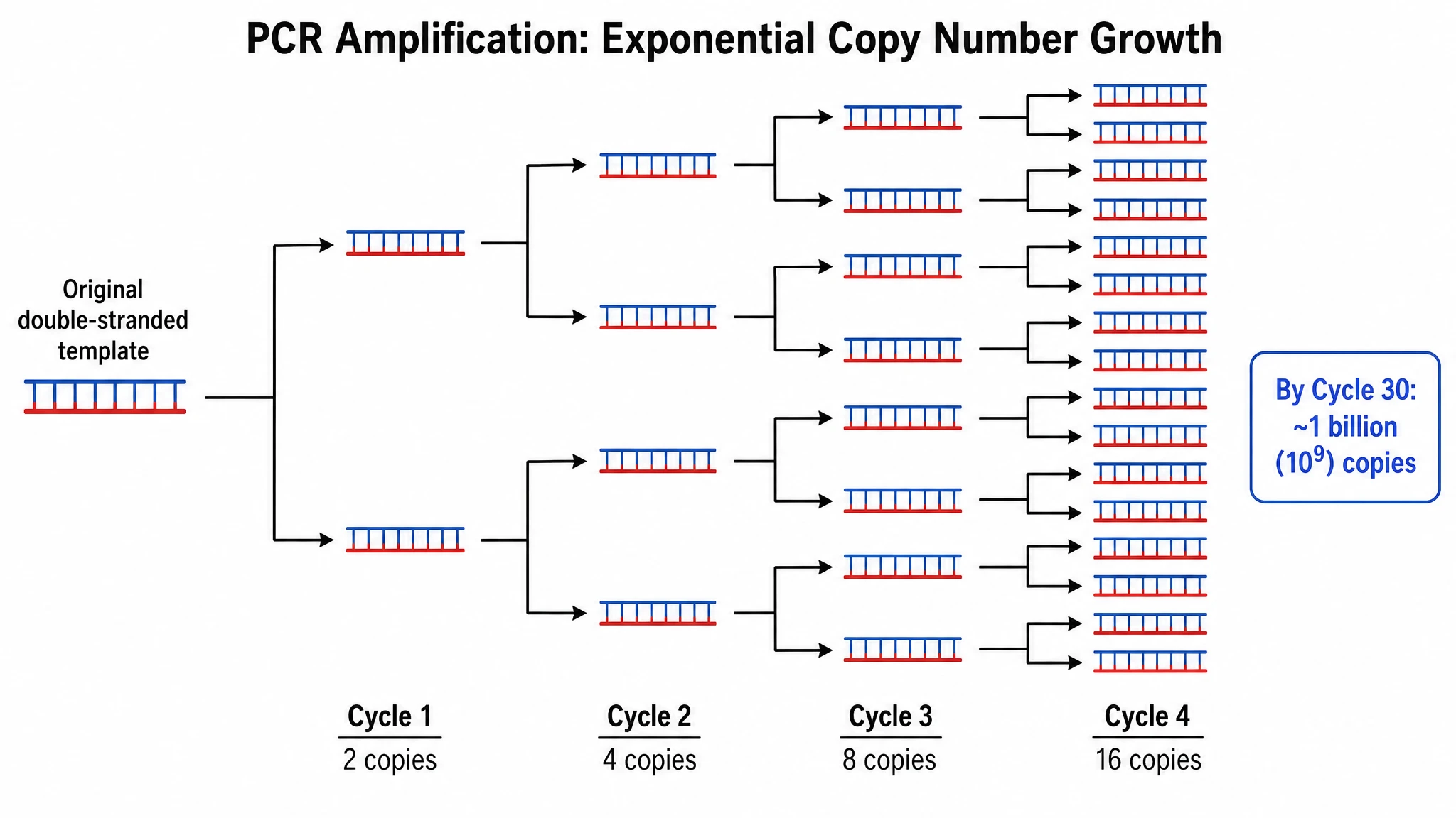 Show exponential amplification across cycles