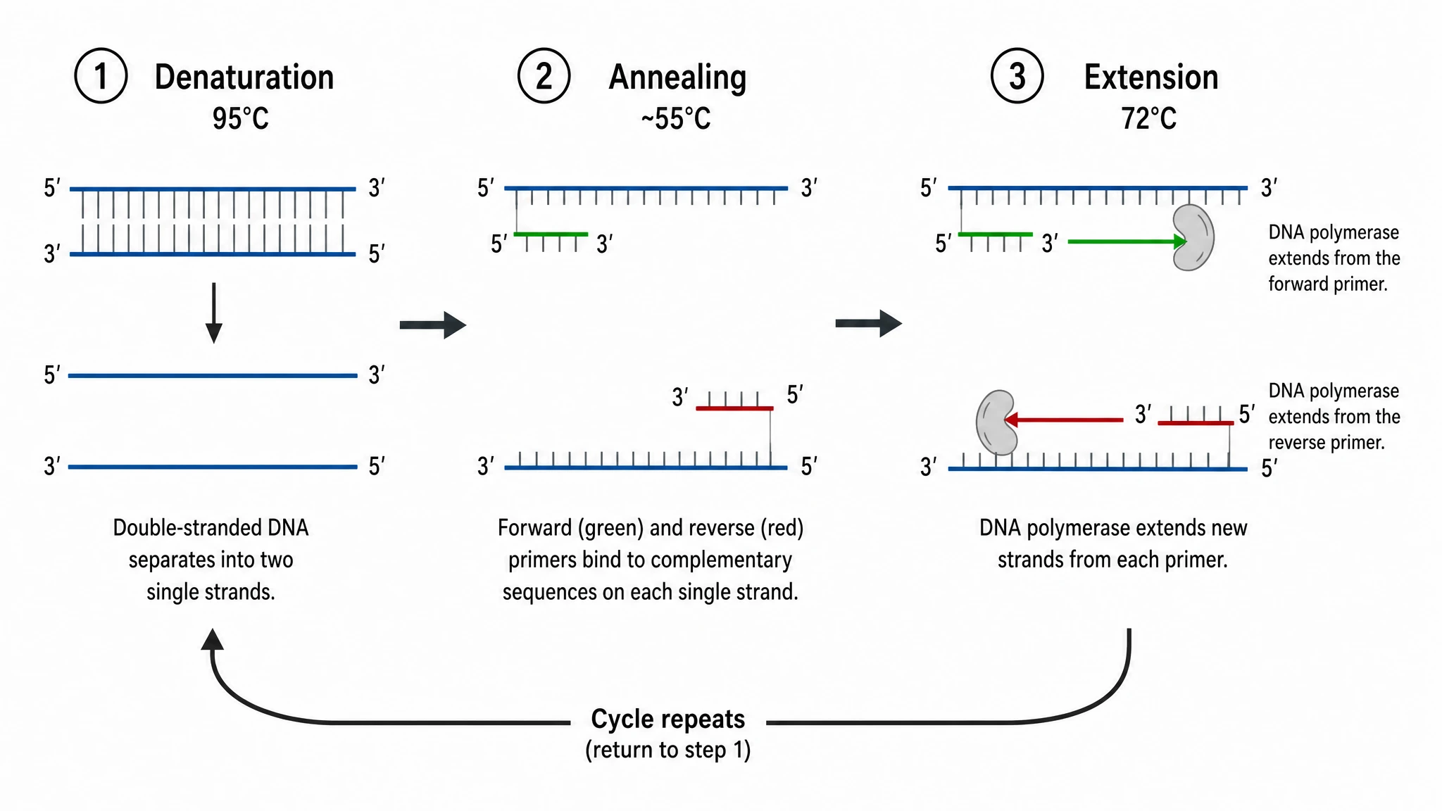 PCR Diagram Generator
