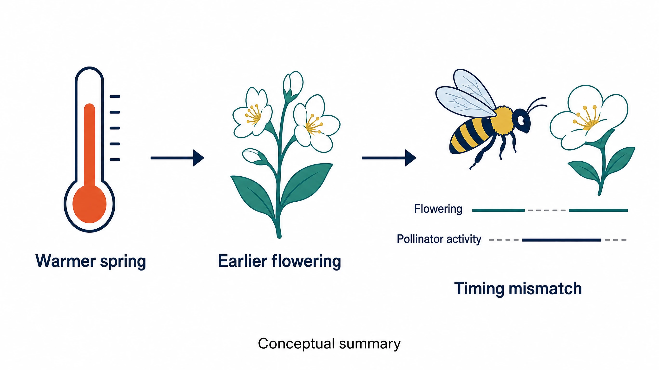 Graphical abstract for research paper AI drafts: concept summary linking warmer spring, earlier flowering, and pollinator timing mismatch (Figure generated with SciFig)