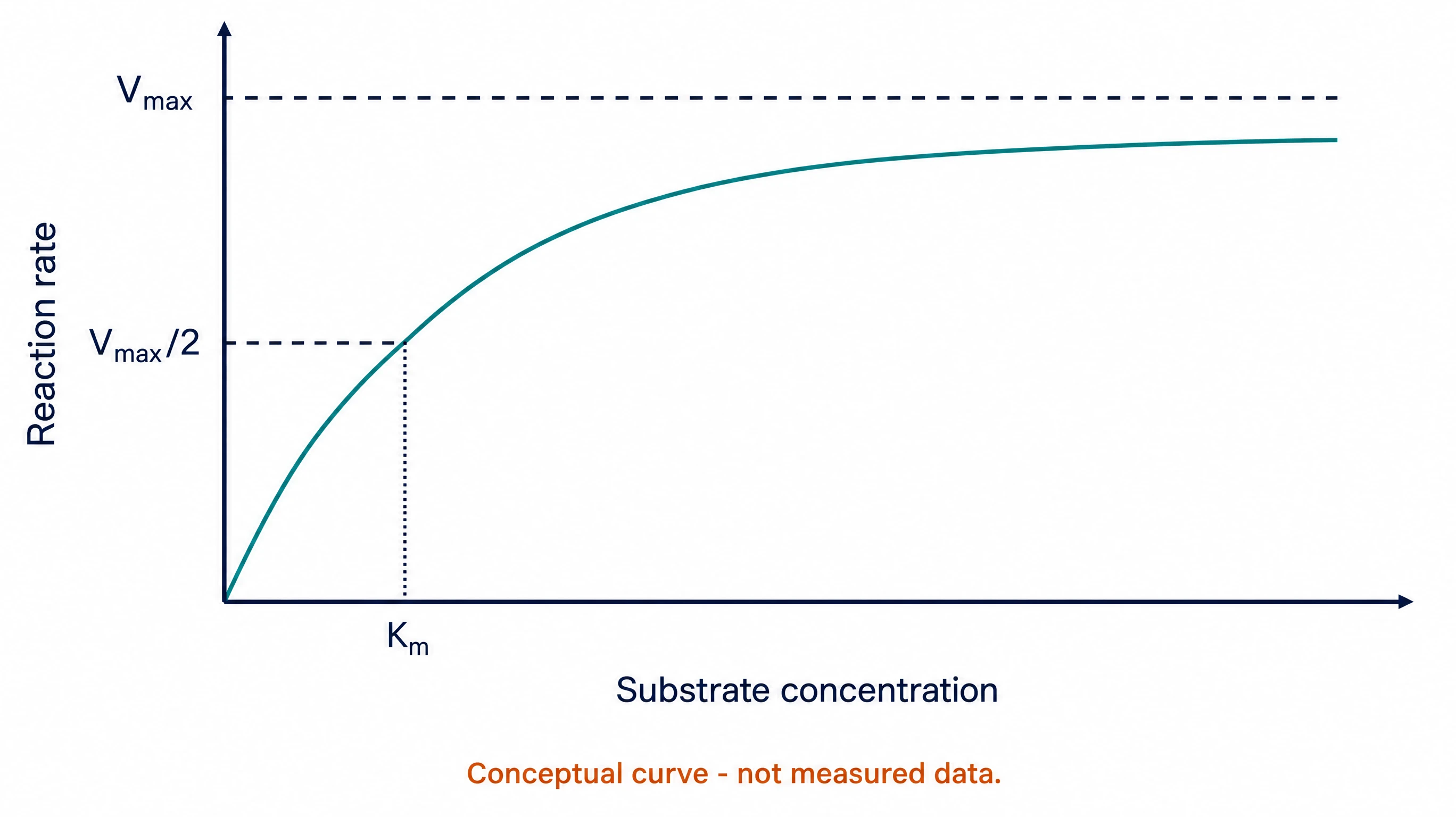 PDF to graph AI example: conceptual enzyme kinetics curve marking Vmax and Km, labeled as not measured data (Figure generated with SciFig)