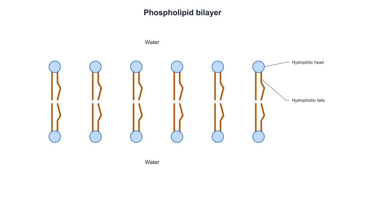 Phospholipid bilayer with twelve molecules, heads facing water and tails pointing toward the center