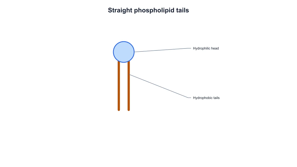 Single phospholipid schematic with two straight hydrophobic tails and a labeled hydrophilic head