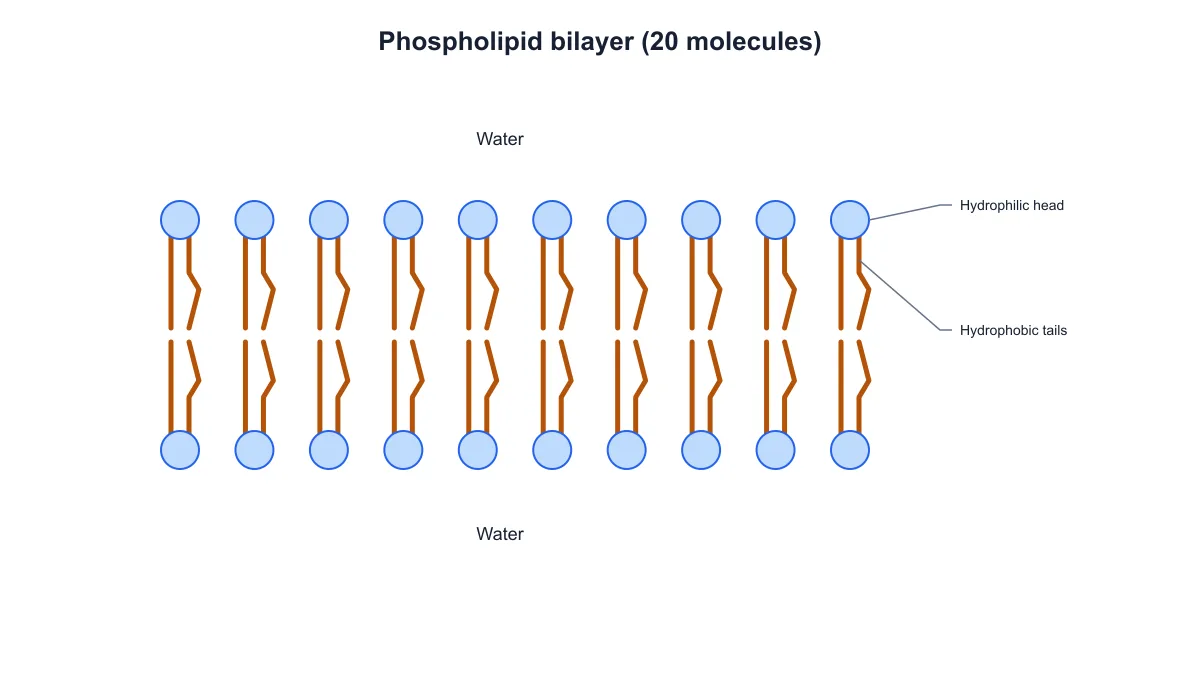 Phospholipid bilayer containing twenty molecules arranged in two opposing rows with head and tail labels