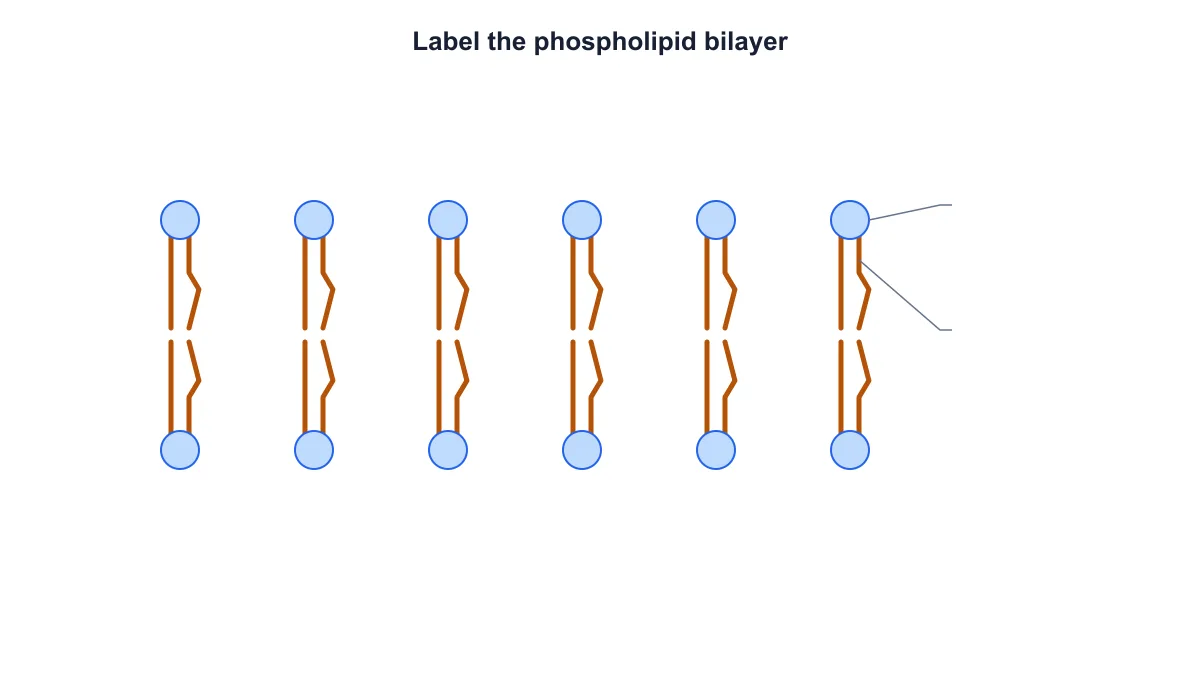 Unlabeled phospholipid bilayer preserving the head shapes, paired tails and leader lines for a worksheet