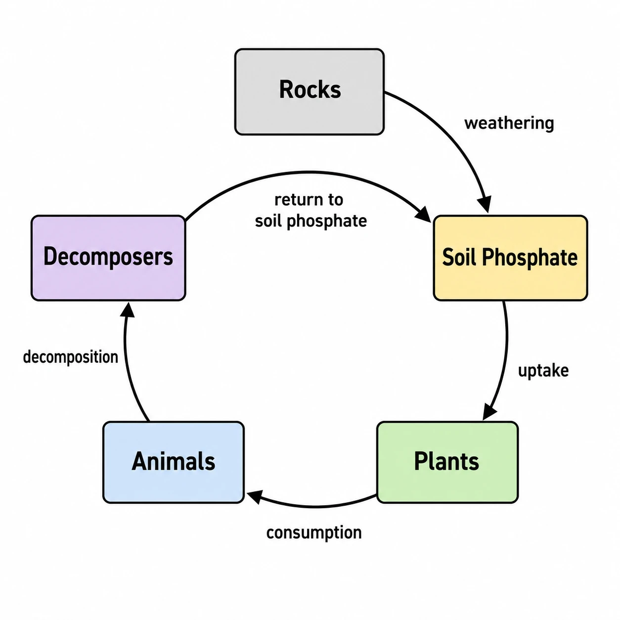 Easy phosphorus cycle flow chart with five labeled pools and process arrows in a simplified cycle layout (Figure generated with SciFig)