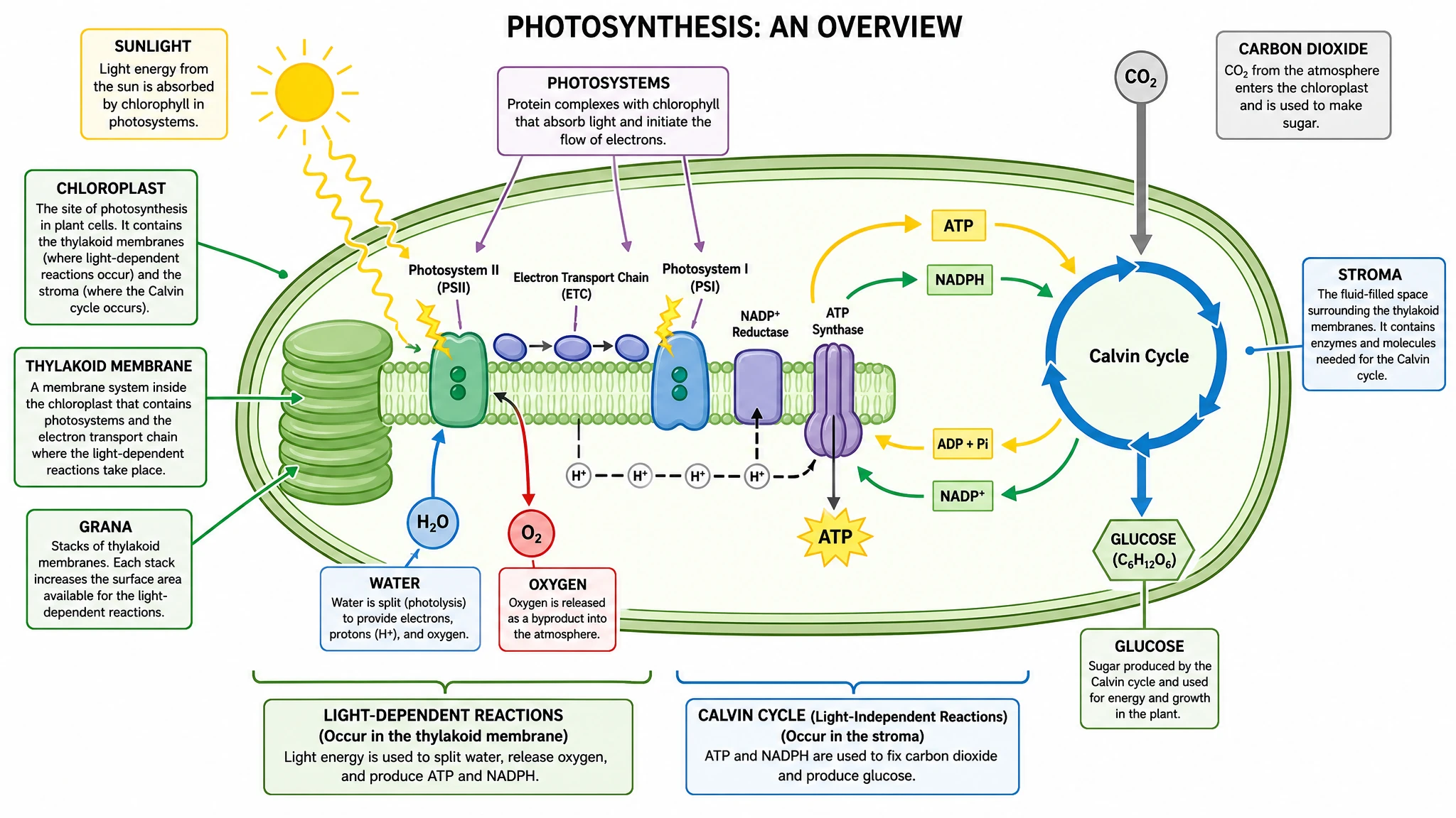 Show the light-dependent reactions and Calvin cycle clearly
