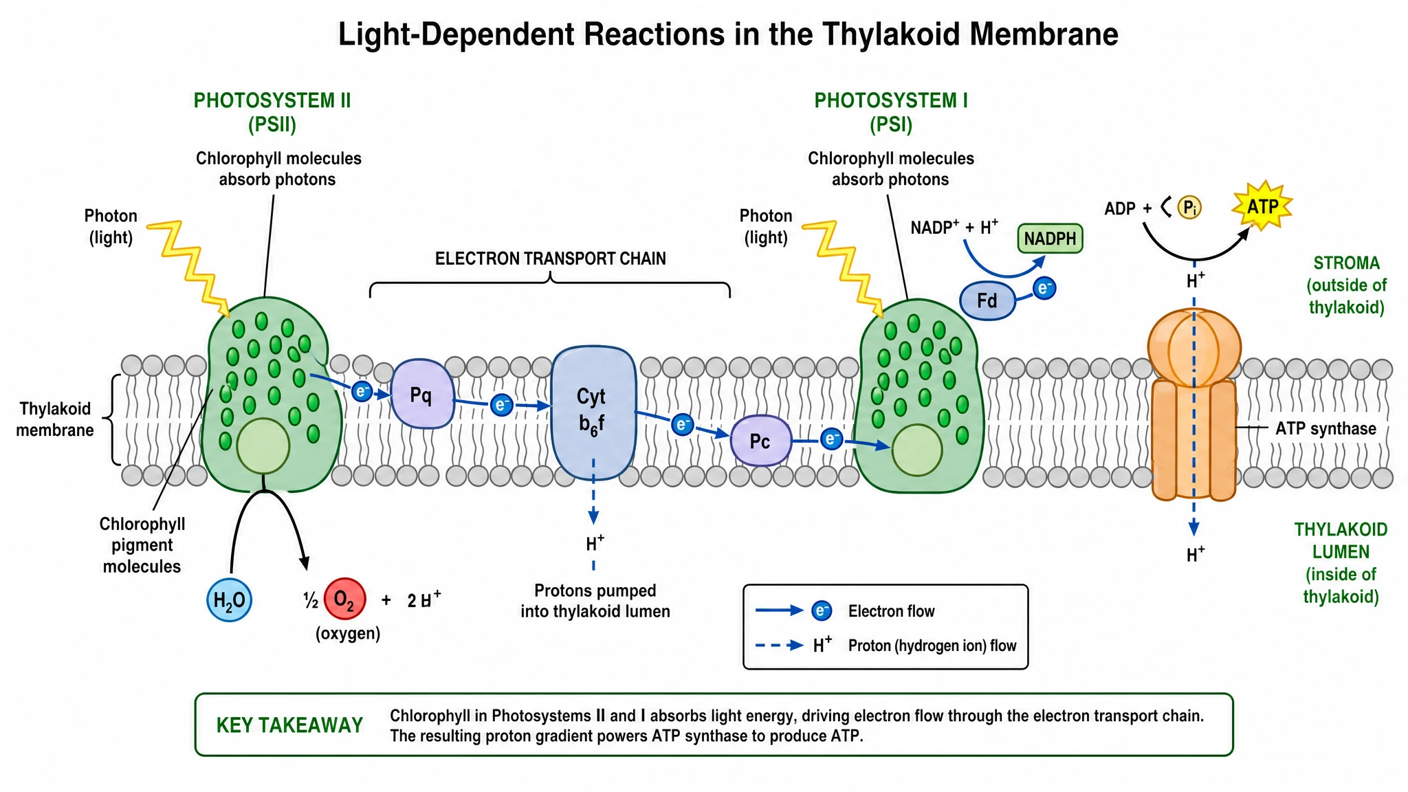 Chlorophyll diagram of thylakoid membrane photosystems showing pigment light absorption and electron transport (Figure generated with SciFig)
